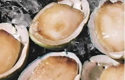 Australian Abalone