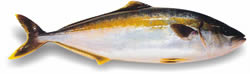 Yelowtail Kingfish